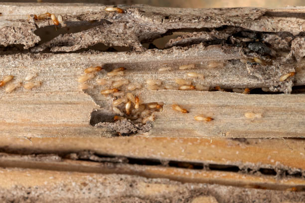  Longwood, FL Pest Control Pros